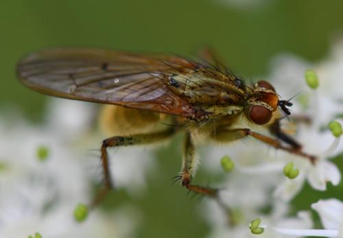 Réf. 266 237 : Scathophaga stercoraria